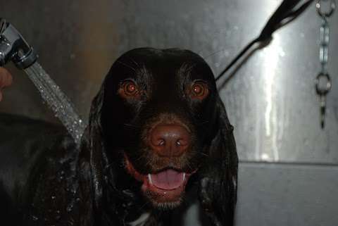 Muddy Little Paws - NVQ 3 Qualified Professional Groomer photo
